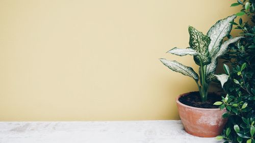 Close-up of potted plant on table at home