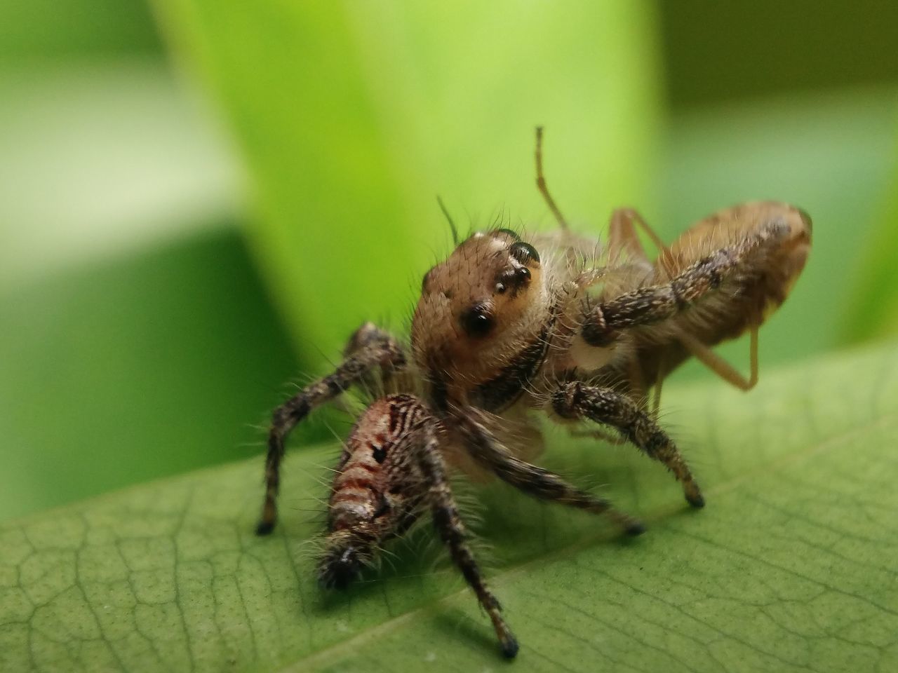 animals in the wild, spider, insect, animal themes, one animal, leaf, animal wildlife, green color, close-up, day, no people, indoors, nature