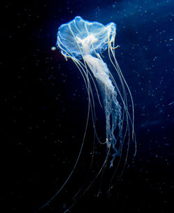 Close-up of jellyfish in sea