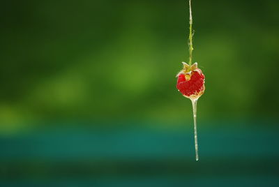 Close-up of icicle on raspberry