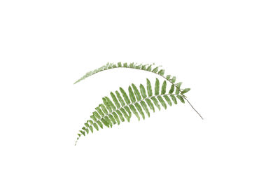 Close-up of fern leaves against white background