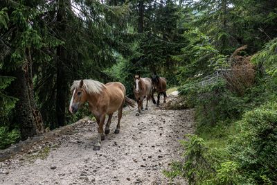 Horse walking on dirt road in forest