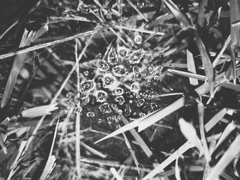 Close-up of wet plants
