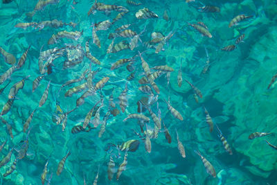 Full frame shot of fish swimming in sea