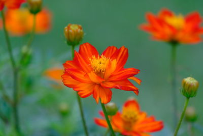 Close-up of orange flowering plant