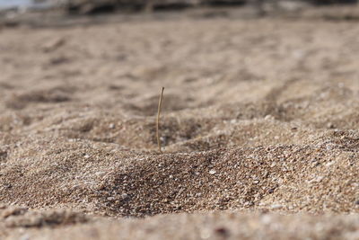 Close-up of sand on field during sunny day