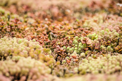 Close-up of sedum plants on a vegetated roof