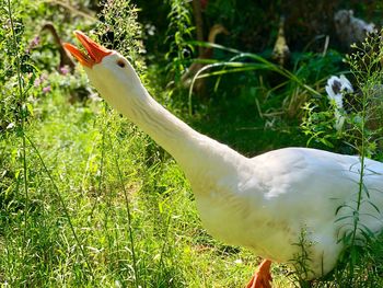 Side view of a bird on field