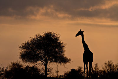 Giraffe in the wild, east africa