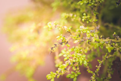 Close-up of flowers against blurred background