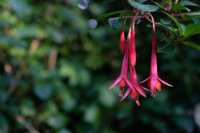 Close-up of flower hanging outdoors