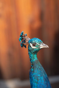 peacock