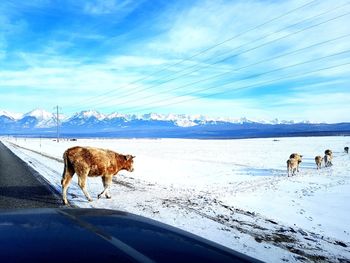 Animals walking on snow covered landscape