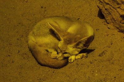 High angle view of cat sleeping