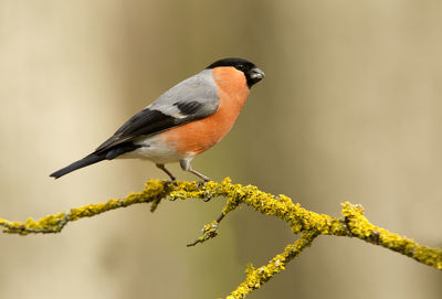 Close-up of bird perching on twig