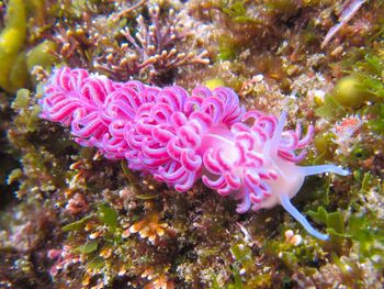 Close-up of coral in sea