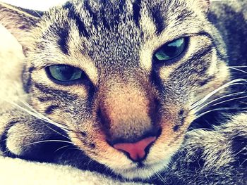 Close-up portrait of a cat