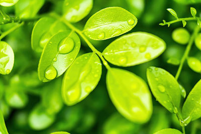 Close-up of water drops on leaves