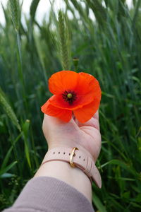 Cropped hand holding yellow flower