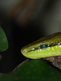 Close-up of plant