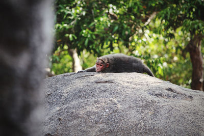 Monkey sitting on rock