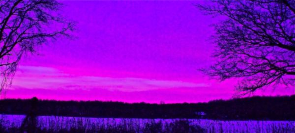 Bare trees against sky at sunset