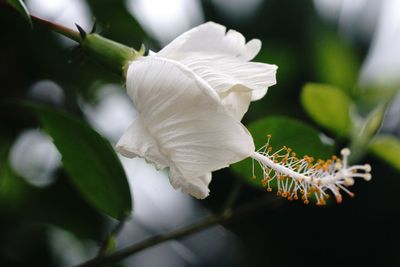 Close-up of white rose flower