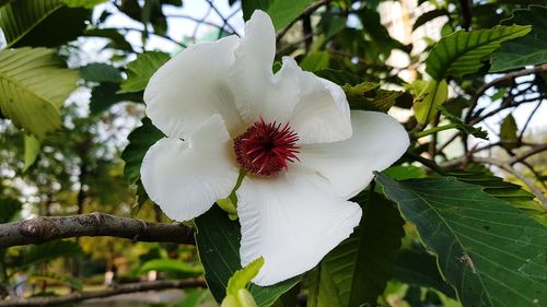 Close-up of white flowering plant