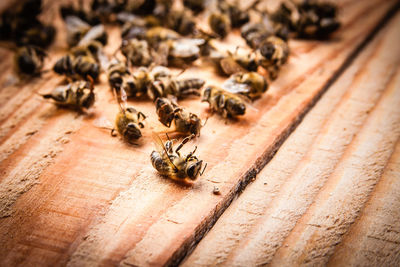 High angle view of bees on wood