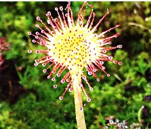 Close-up of flowers