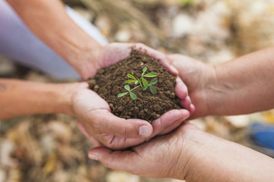 Close-up of hand holding plant