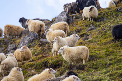 Sheep grazing on field