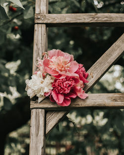 Close-up of pink flowering plant by fence