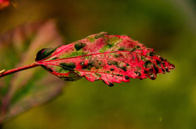 Close-up of red maple leaf