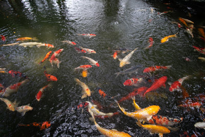 High angle view of koi carps swimming in lake