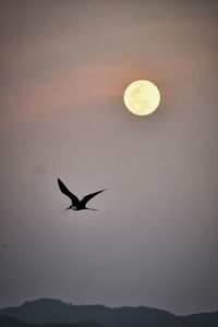 Low angle view of seagull flying in sky