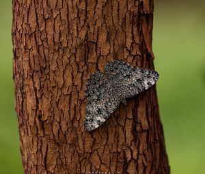 Close-up of tree trunk against sky