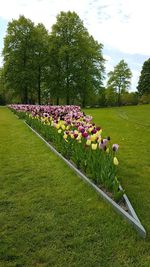 View of flowers growing in field