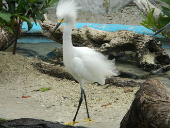 White bird on rock