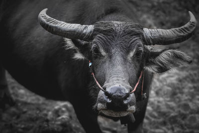 Portrait of buffalo