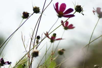 Close-up of flowering plants on field against sky