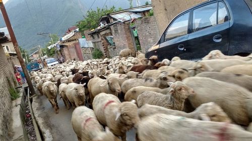 High angle view sheep walking on street