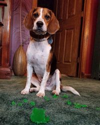 Portrait of dog sitting on door