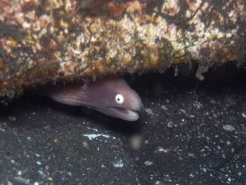 Close-up of fish swimming in sea