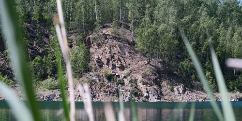 Panoramic view of pine trees in forest