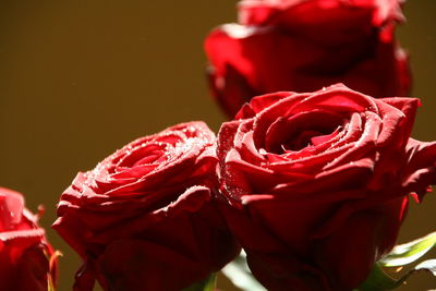 Close-up of red roses blooming outdoors