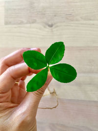 Close-up of hand holding leaves