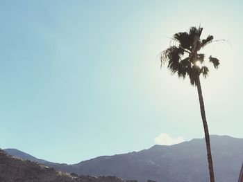 Palm tree against clear sky