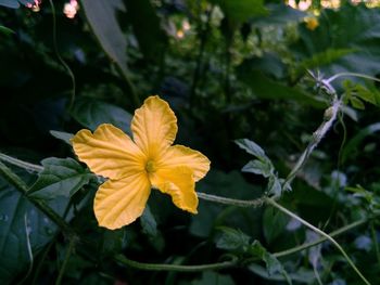 Close-up of yellow flowering plant