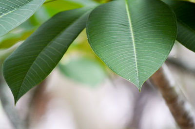 Close-up of green leaves